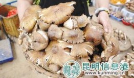 正泰野生菌贴吧爆料最新,神秘事件引发热议